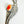 Load image into Gallery viewer, ORANGE SPINY OYSTER STATEMENT FEATHER PENDANT 3" (MW 212)