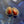 Load image into Gallery viewer, RED TIGER'S EYE DROP STUDS
