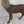 Load and play video in Gallery viewer, 6 - 20” BITCHY BURLAP DEER W FUR COLLAR